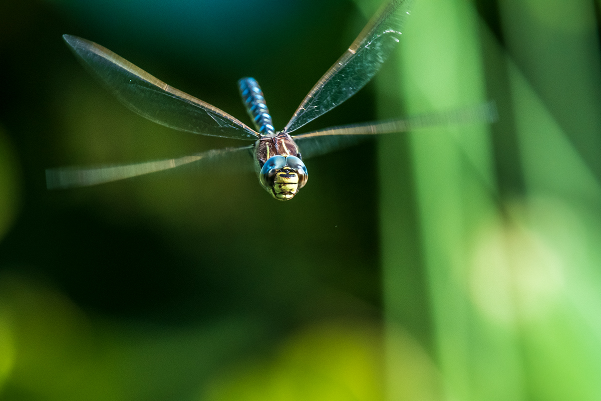20190626_D500_1199vNF.jpg