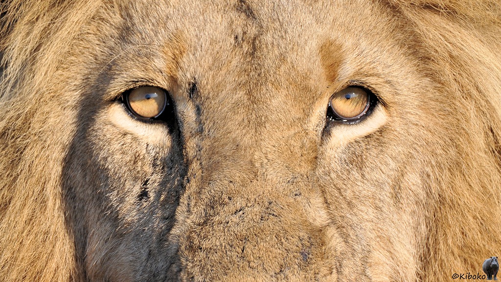 Porträt der Augen und ein Teil der Nase. Der Löwe schaut mit bernsteinfarbenen Augen direkt in die Kamera.