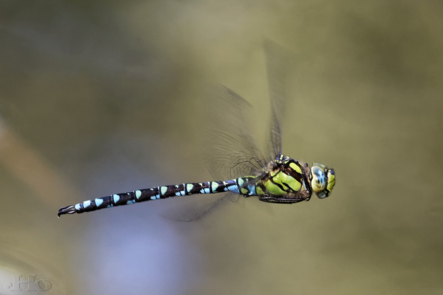 BlaugrueneMosaikjungfer0914.jpg