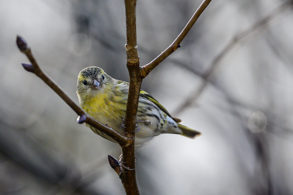 20201224_NZ6_2522NF.jpg