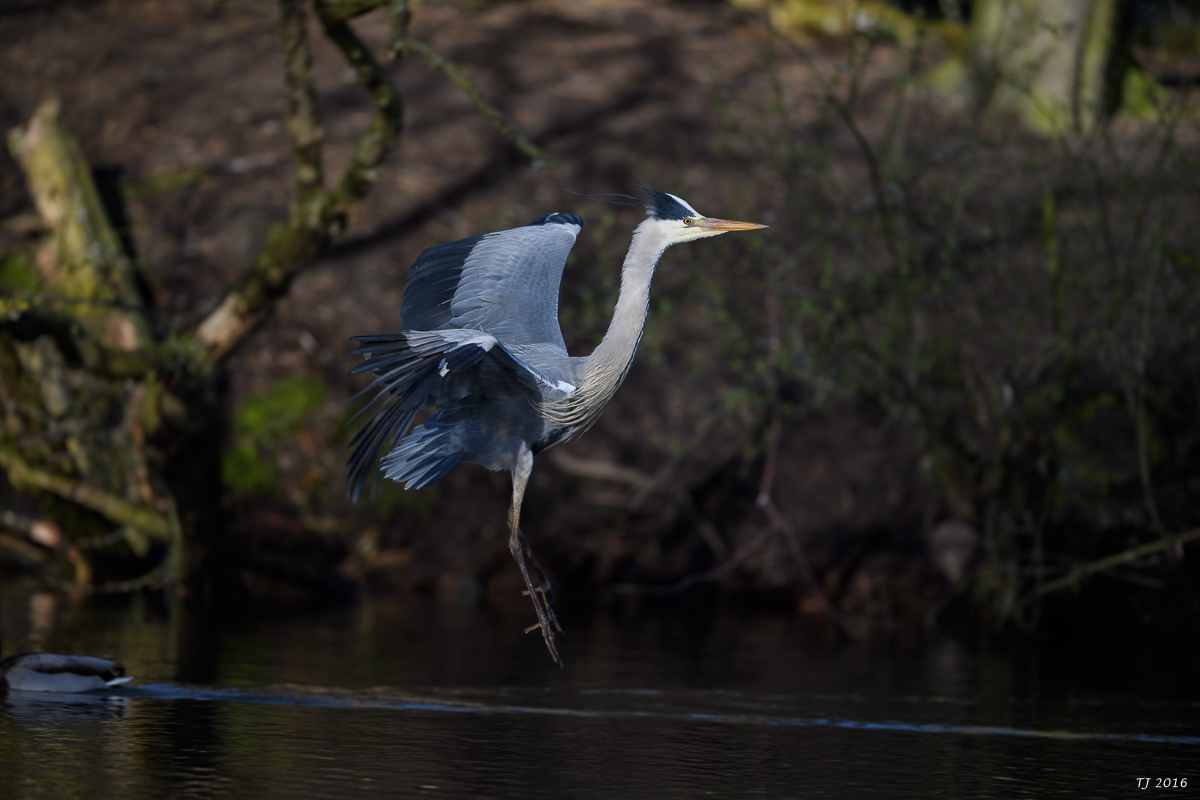 DSC_0597.jpg