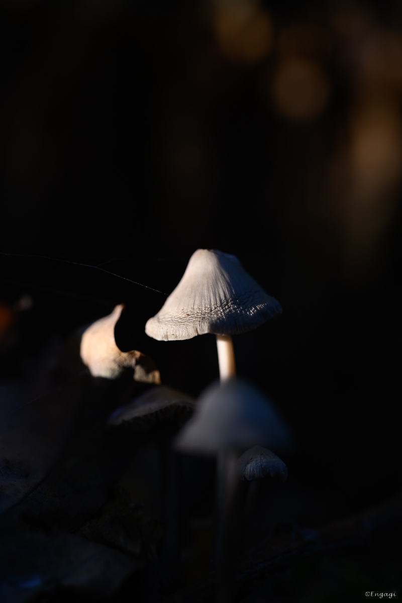 DSC_3457.jpg