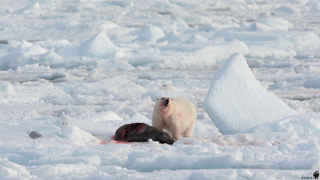 Eisbär frißt die Speckschicht der Robbe