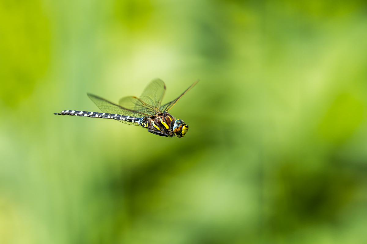 20250619_NZ8_1689_DPNF.jpg