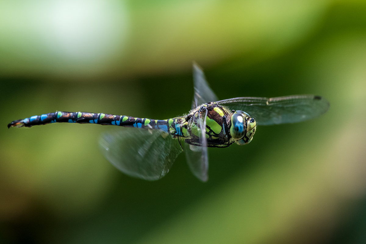 20190825_D500_1907NF.jpg