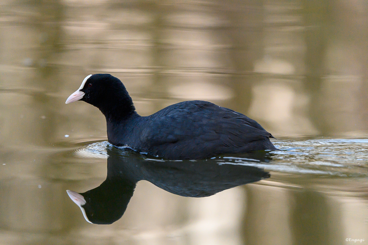 DSC_0862.jpg