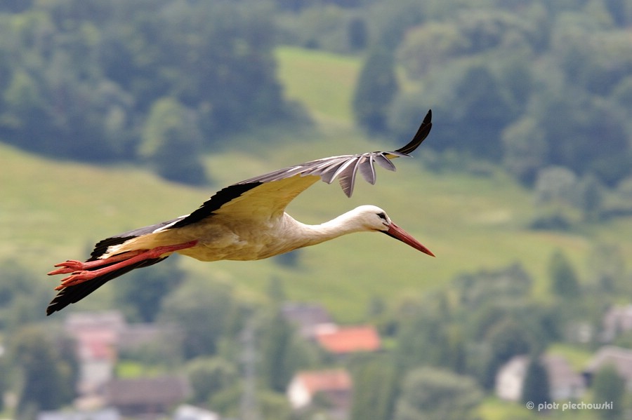 storch4.jpg