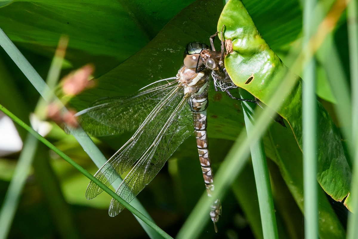 20180610_D500_1094NF.jpg