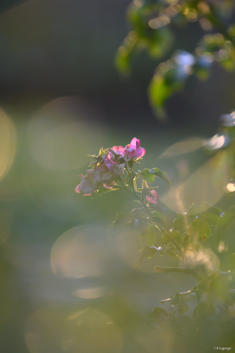 DSC_2983.jpg
