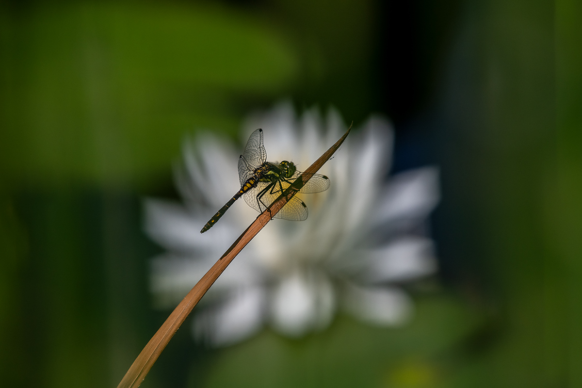 20180806_D850_0532vNF.jpg