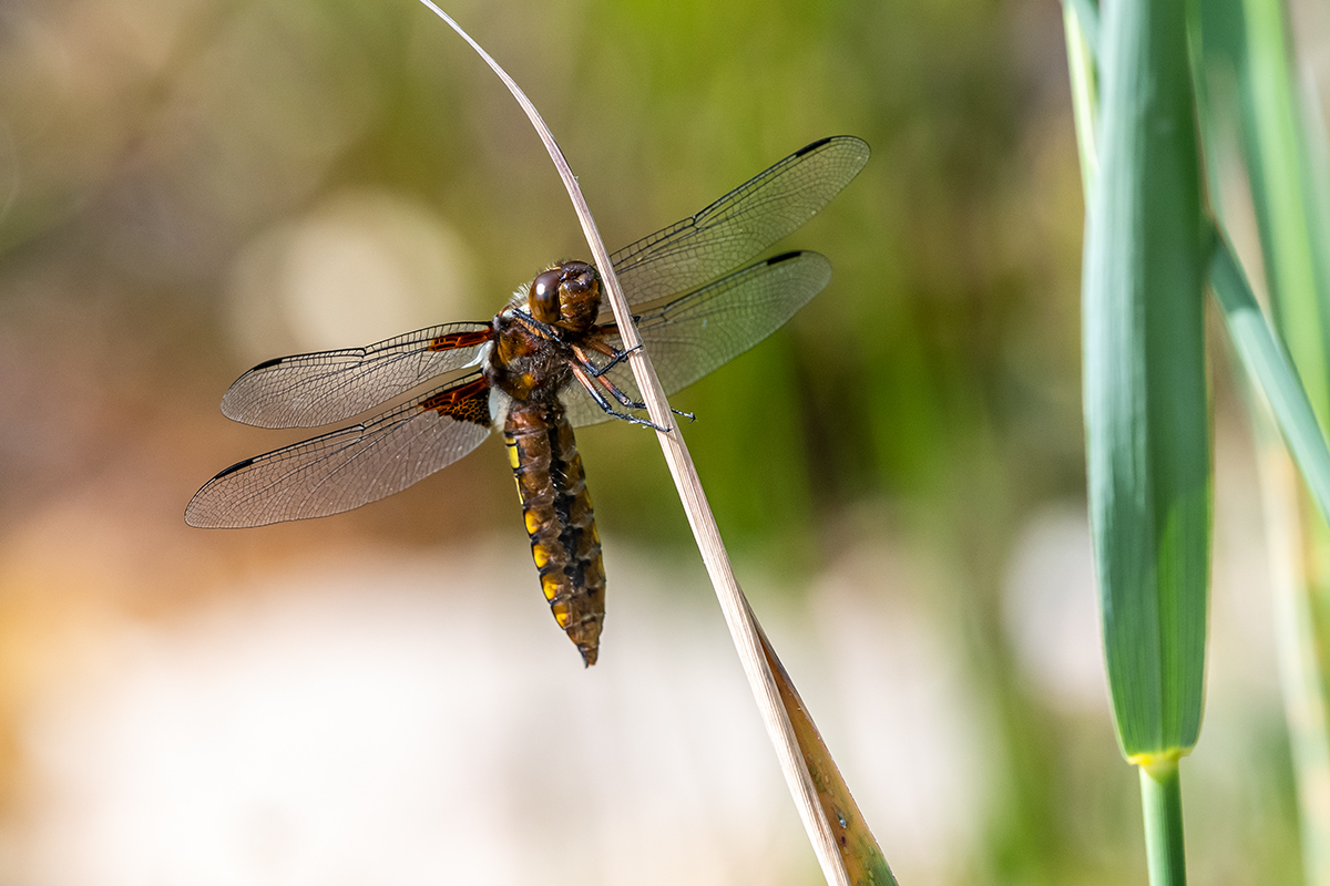 20190615_D500_0516NF.jpg