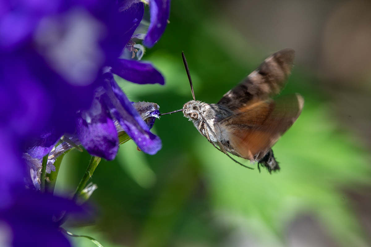 20180622_D500_2492NF.jpg