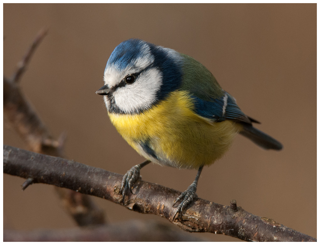 Blaumeise023.jpg