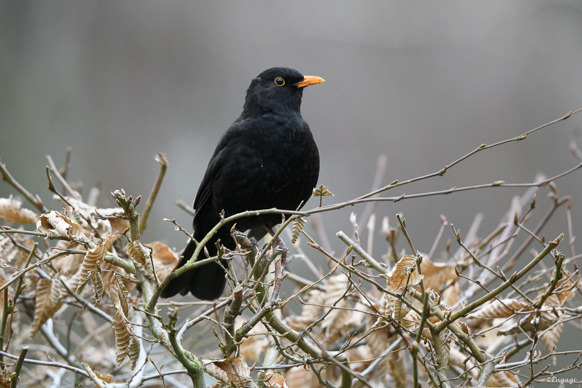 DSC_0676.jpg