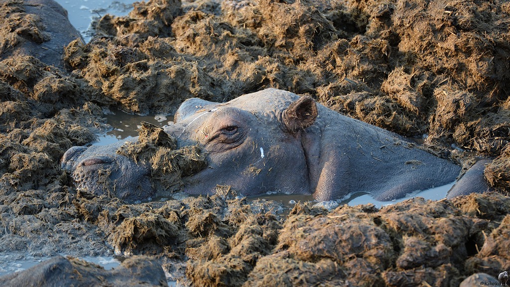 Kibokokopf schaut aus der Scheiße