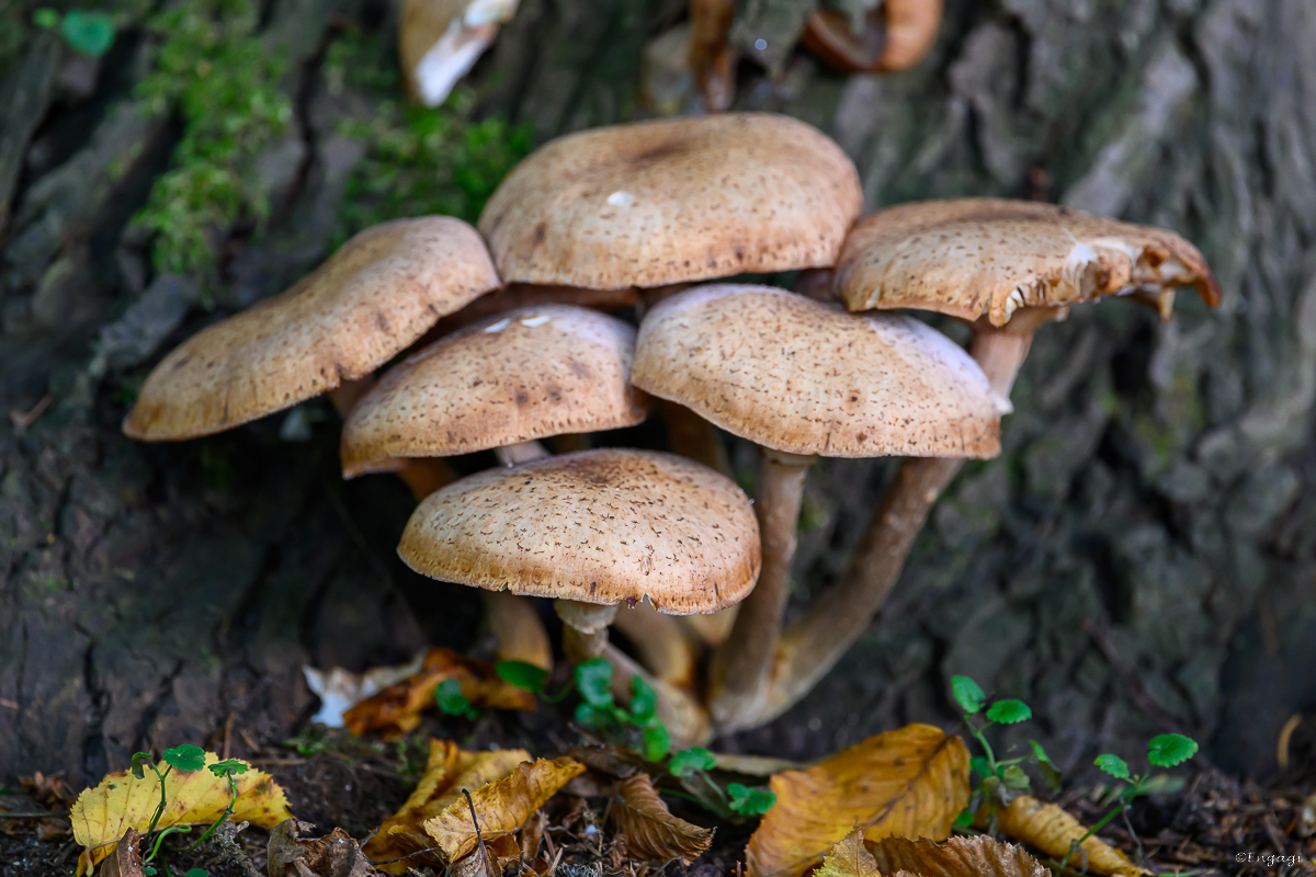 DSC_5605.jpg