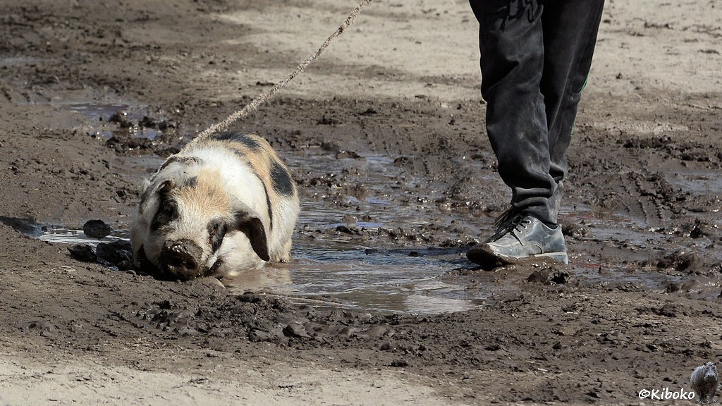 Das Bild dasselbe Schwein vom vorherigen Bild in der Schlammpfütze liegen. Die Schnauze ist schon voll mit Schlamm. Daneben sind die gekreuzten Füße des jungen Mannes.
