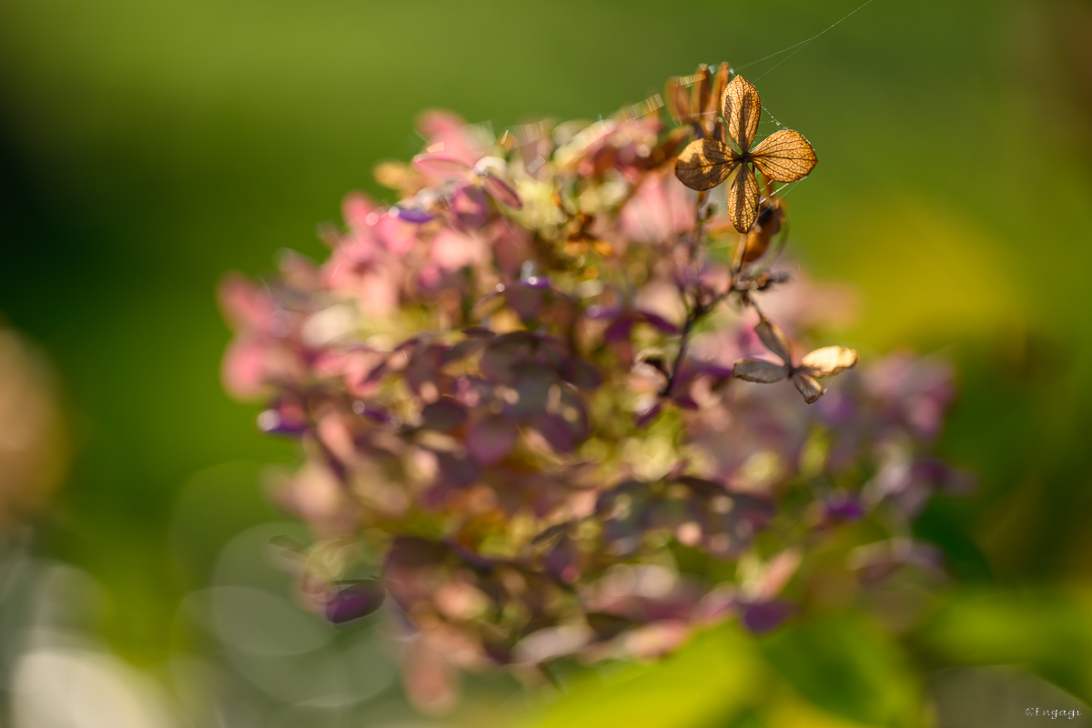DSC_3499.jpg