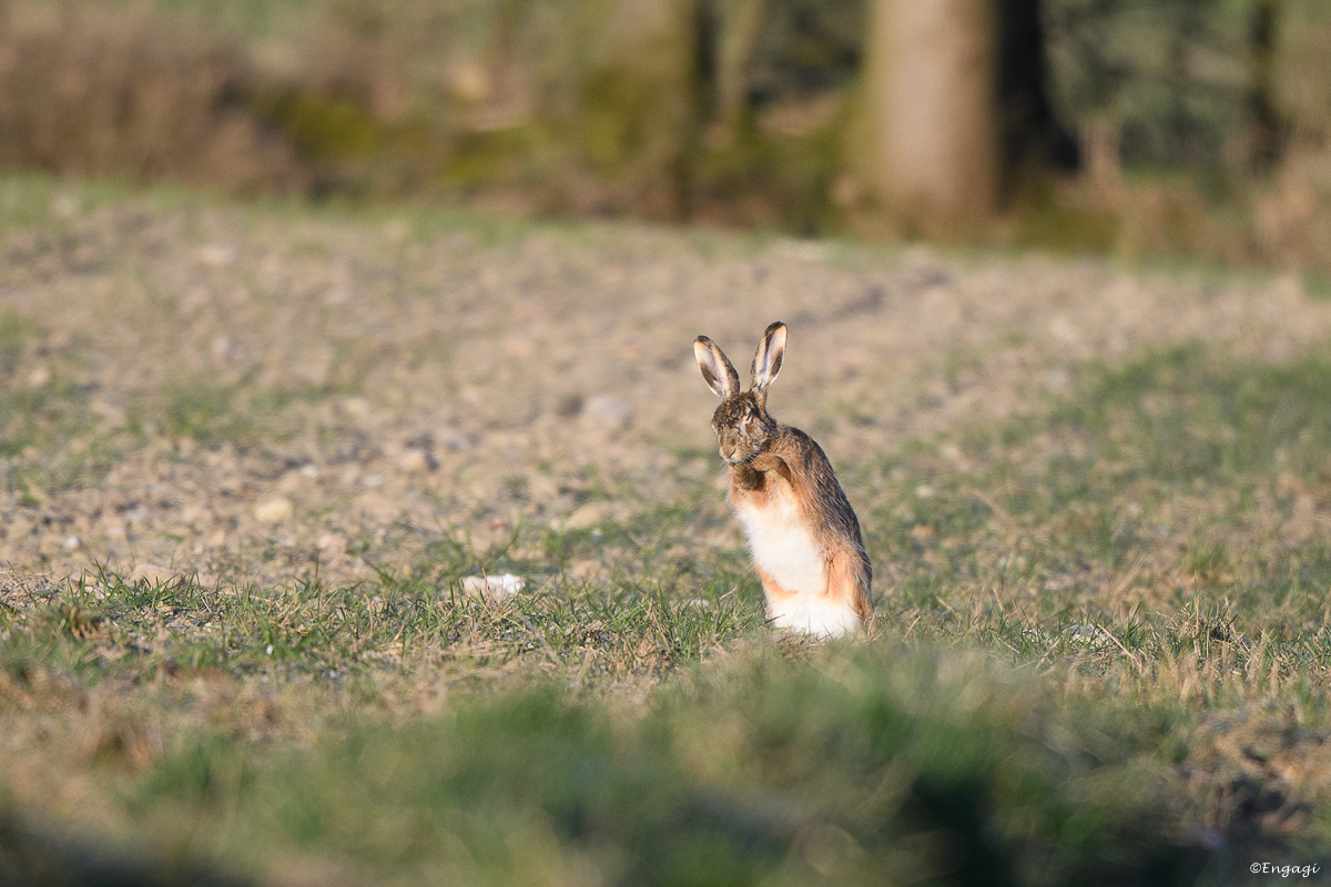 DSC_0737.jpg