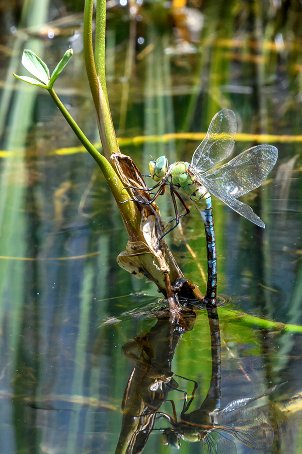 20180526_D500_4930NF.jpg