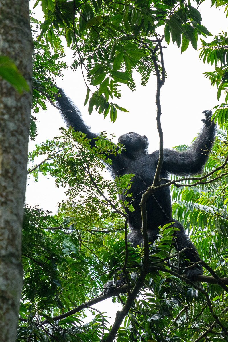 Uganda%201210.jpg