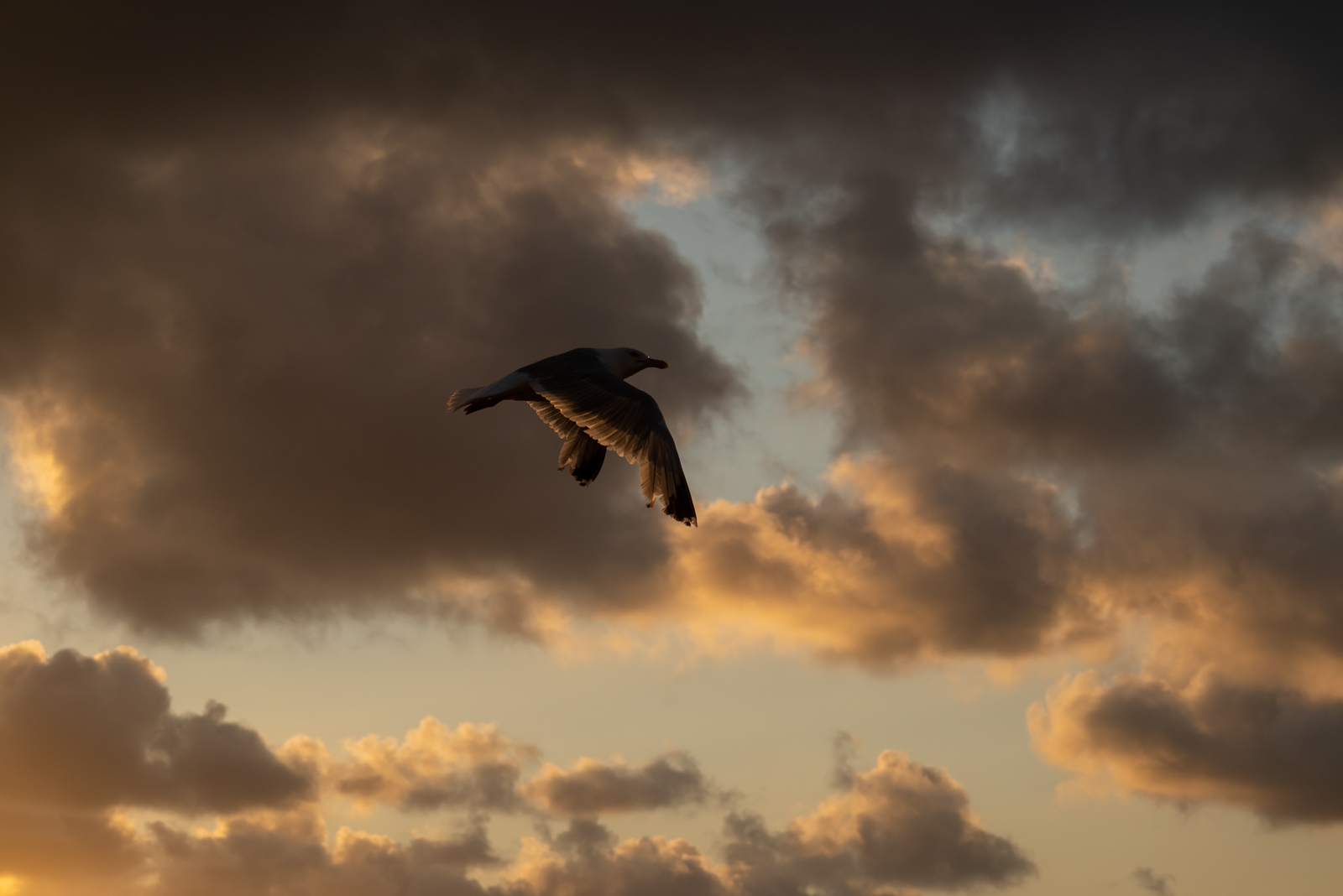 DSC_0712.jpg