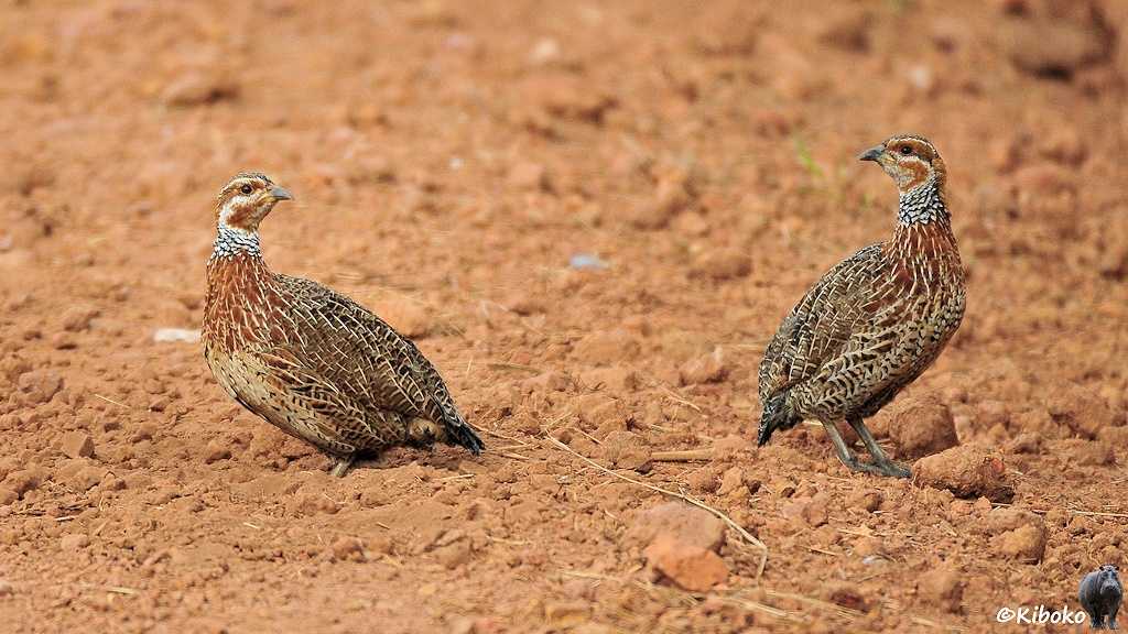 Das Bild zeigt zwei rotbraune Hünervögel auf rotbraunem Schotter. Die beiden Vögel stehen nach außen zum Bildrand. Die Köpfe sind nach innen gedreht und die Vögel schauen sich an.