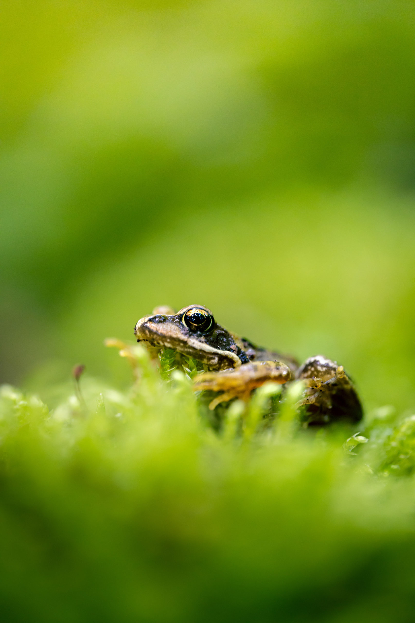 SebastianHaberkorn_Wildlife_Blog-9-scaled.jpg