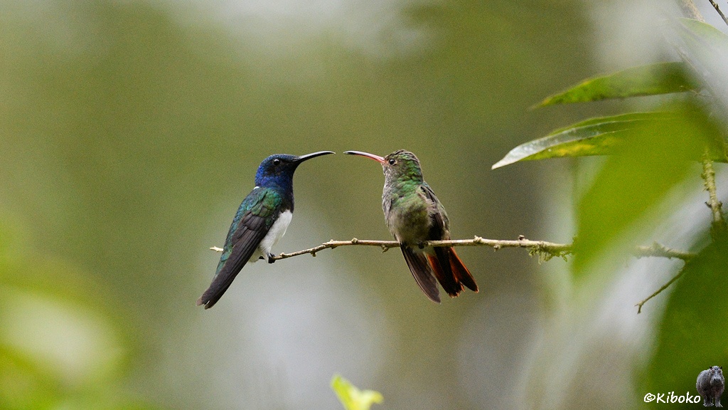 Das Bild zeigt zwei Kolibris, die auf einem dünnen Ast gegenübersitzen. Die Schnabelspitzen berühren sich fast. Der linke Kolibri hat einen blauen Kopf, schwarzen Schnabel, grünen Rücken, schwarze Flgüel und weißen Bauch. Der rechte Kolibri ist grüngrau mit einem braunen Schwanz. Der Schnabel ist rot mit einer schwarzen Spitze.