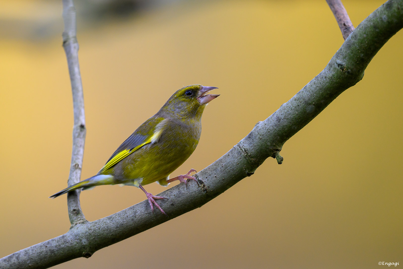 DSC_2969a.jpg