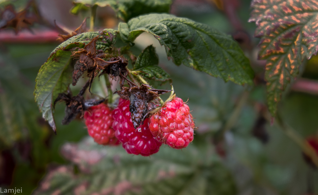 XT-20_177.jpg