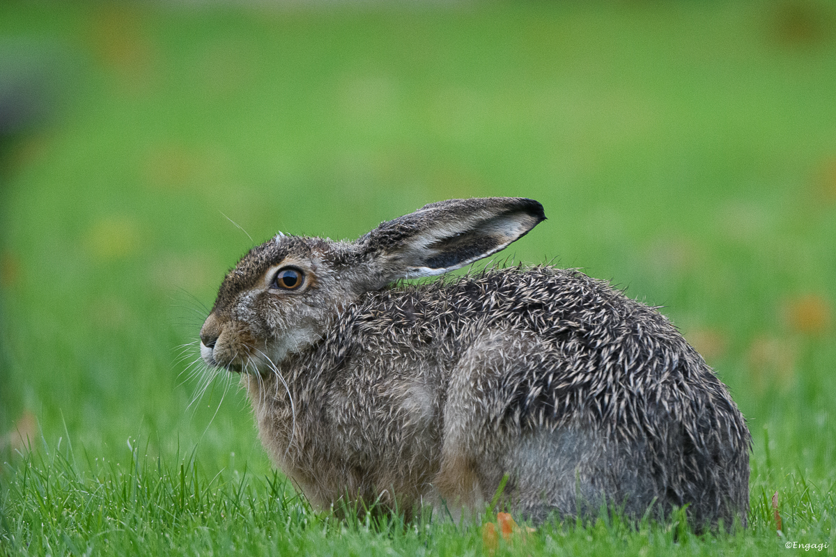 DSC_1680.jpg