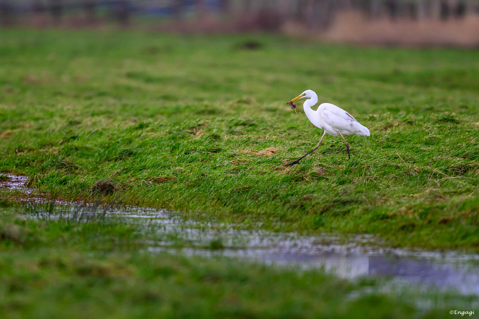 DSC_5237.jpg