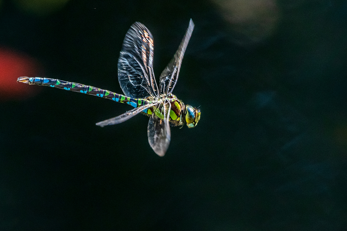 20190904_D500_0138NF.jpg