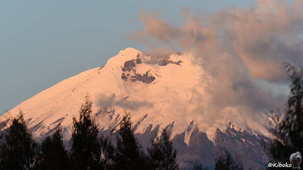 Das Bild zeigt den schneebedeckten Gipfel im späten Abendlicht. Der Schnee leuchtet orangerosa. Im Vordgergrund ragen Nadelbaumspitzen ins Bild.