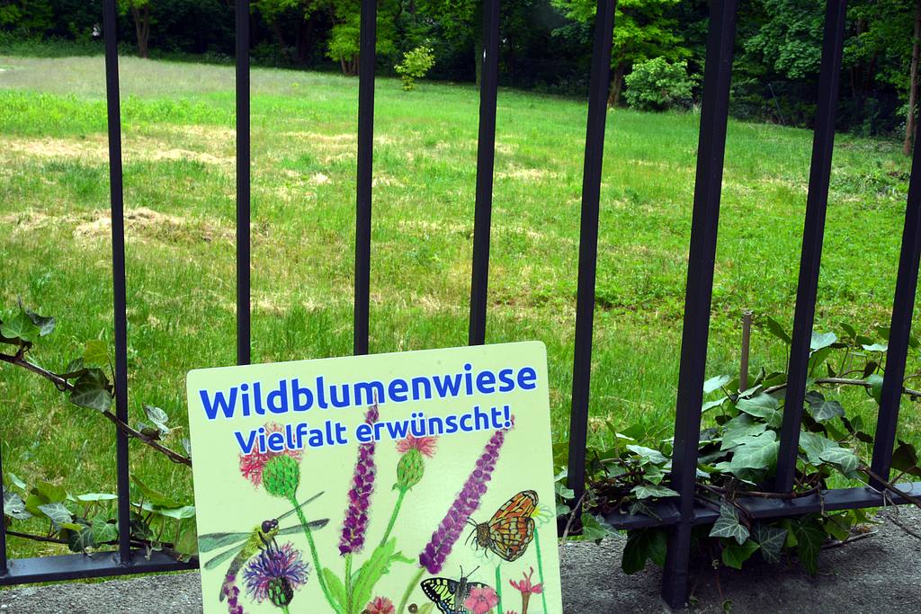 Wildblumenwiese.jpg