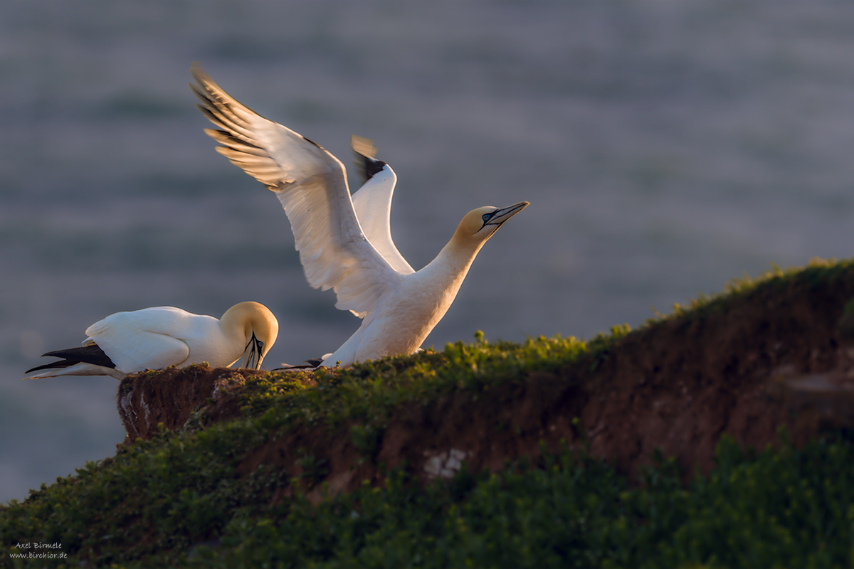 20190502_0760_PS_LAB_1200Px.jpg