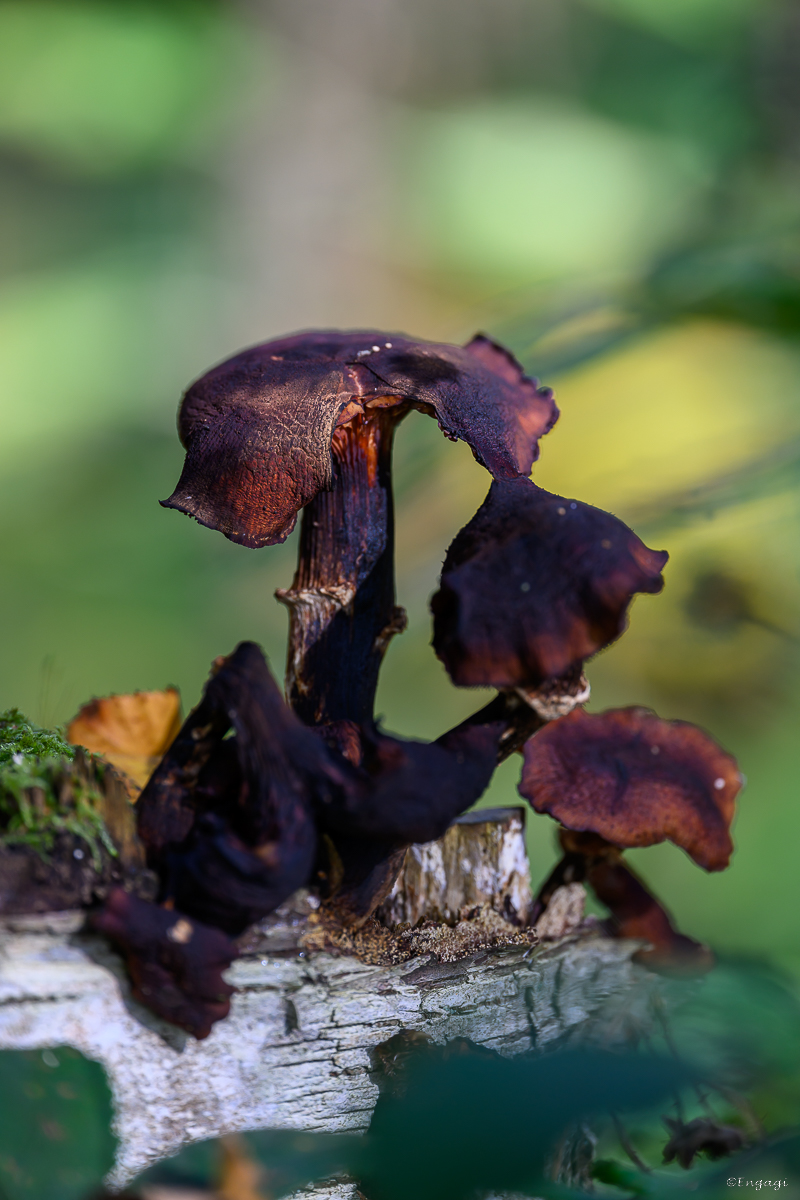 DSC_5980.jpg