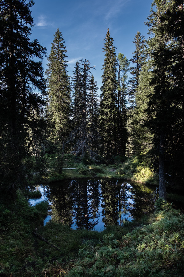Rauris_Urwald_nff_1.jpg
