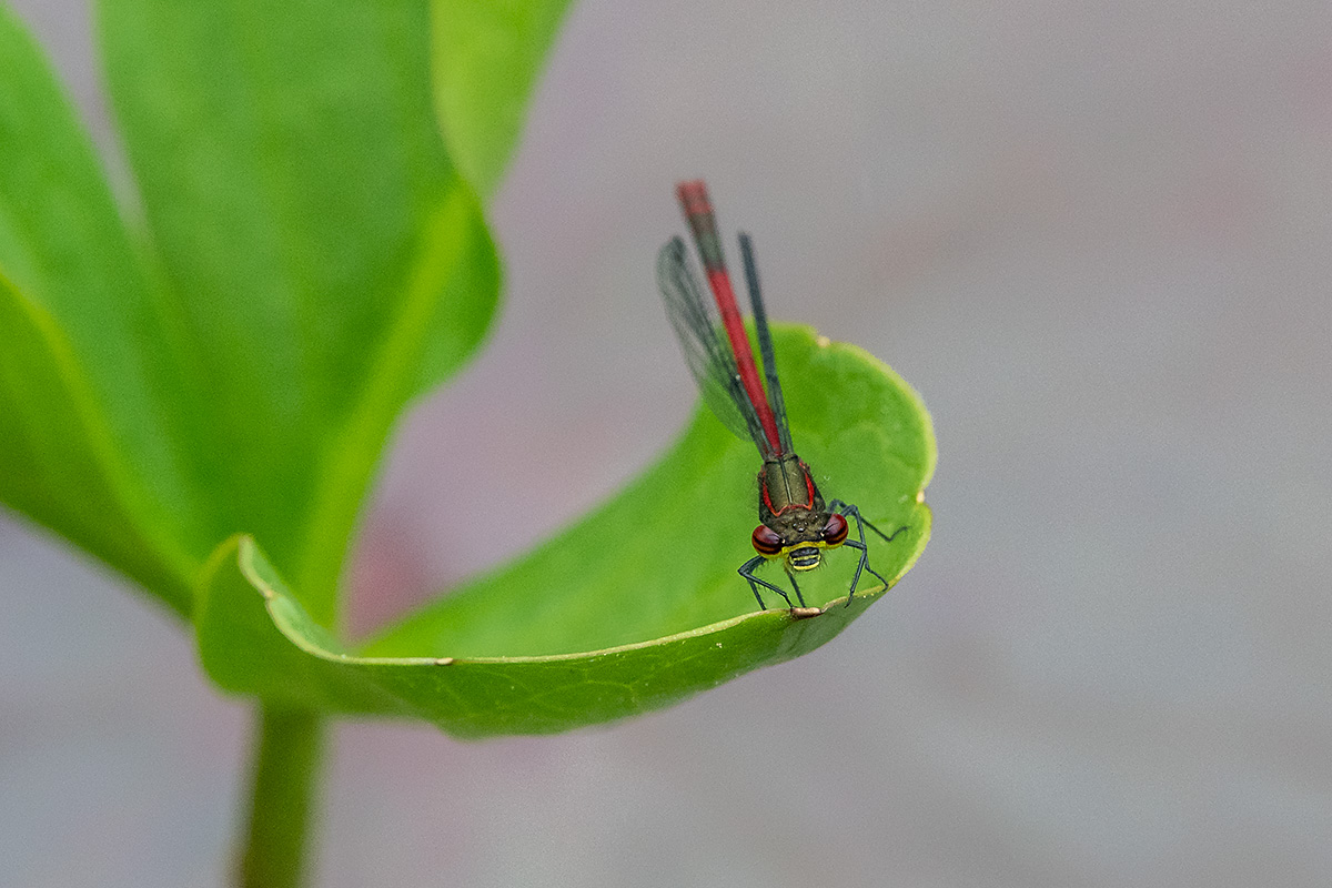20180512_D500_2341NF.jpg