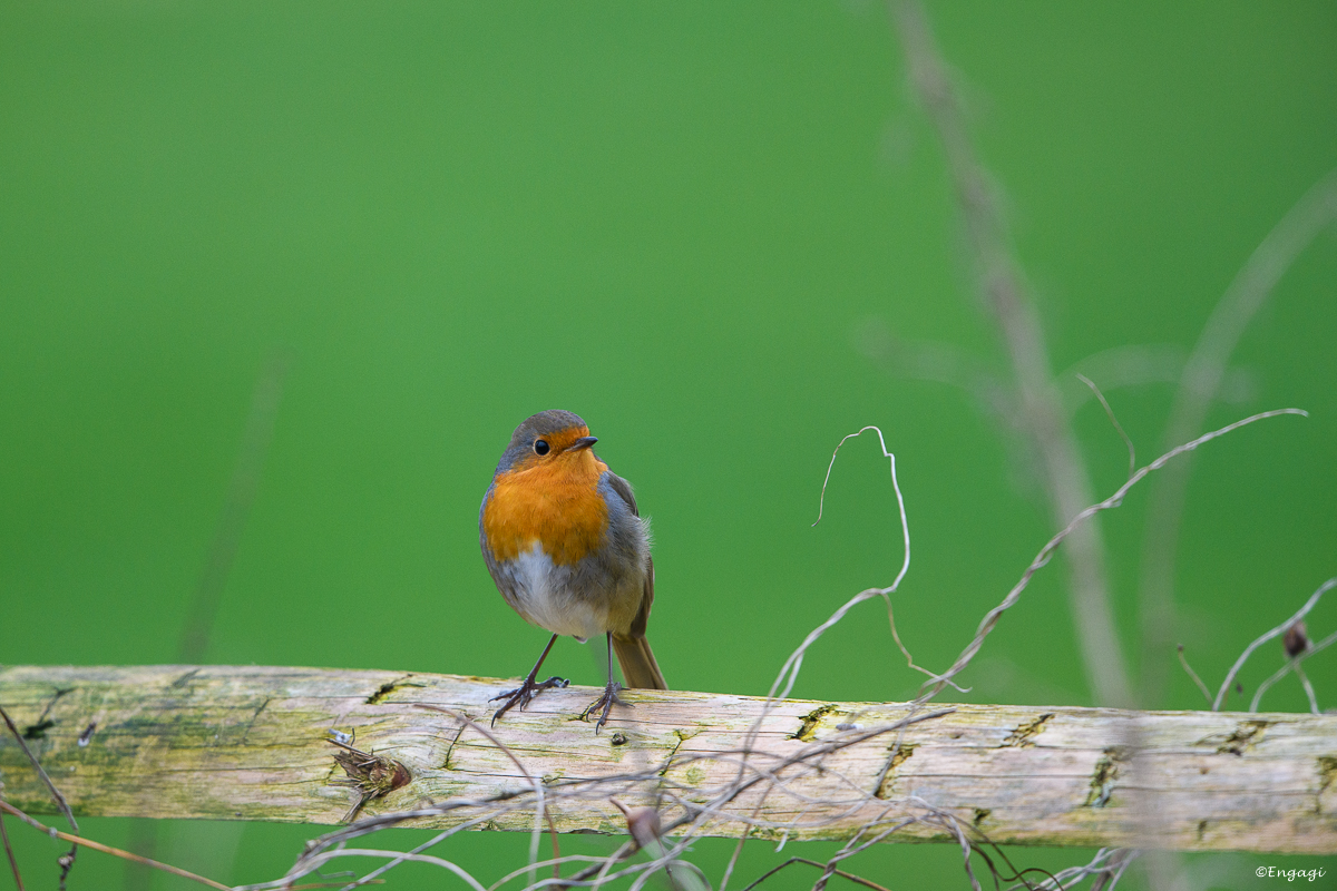 DSC_8085.jpg
