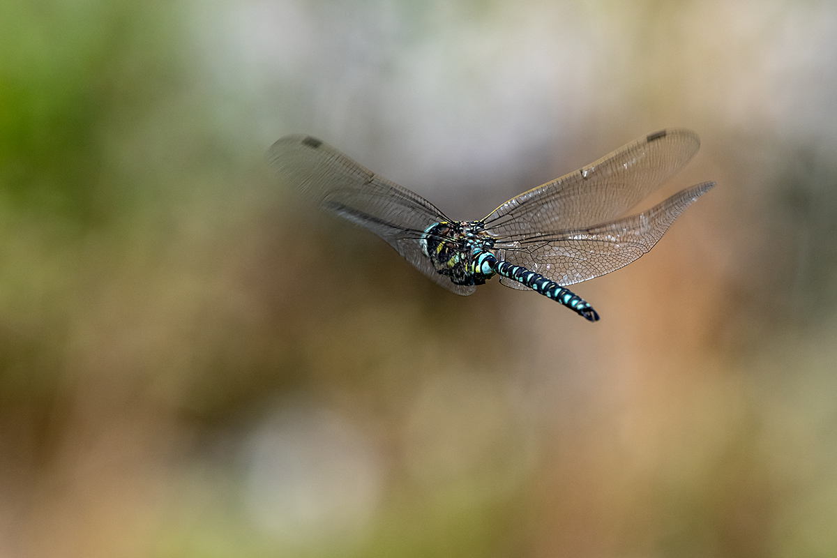 20180819_D850_1689NF.jpg