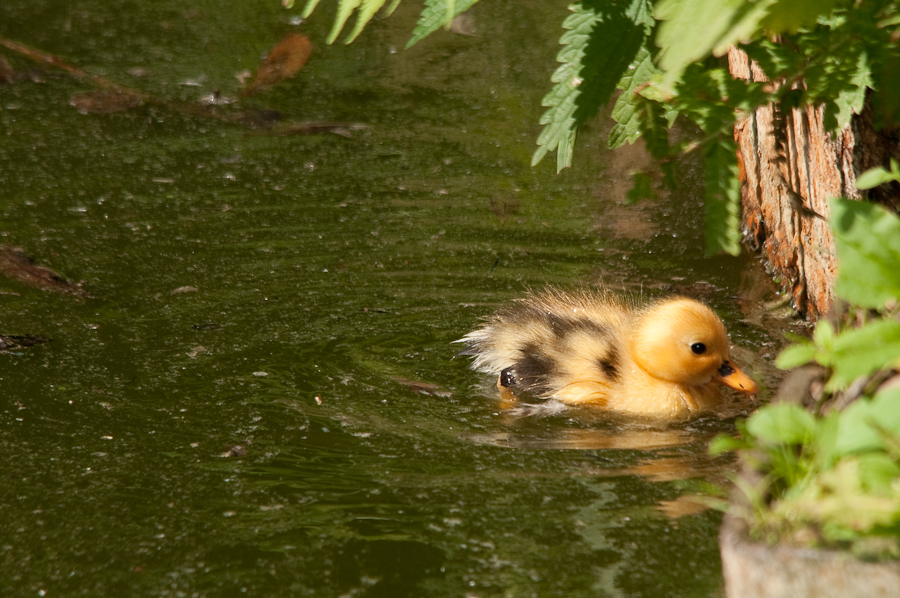 3706946886_bbee4a4651_o.jpg