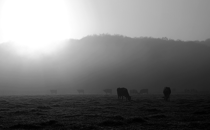 Morgennebel_7191.jpg