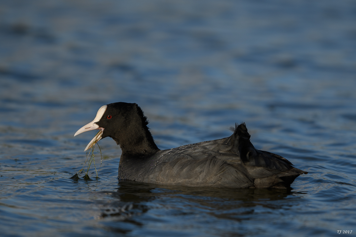 DSC_2064.jpg