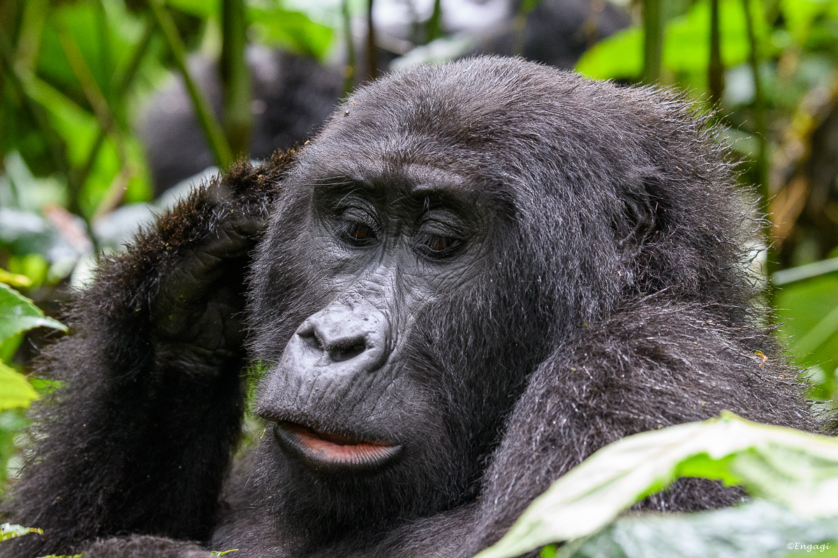 Uganda%201876.jpg