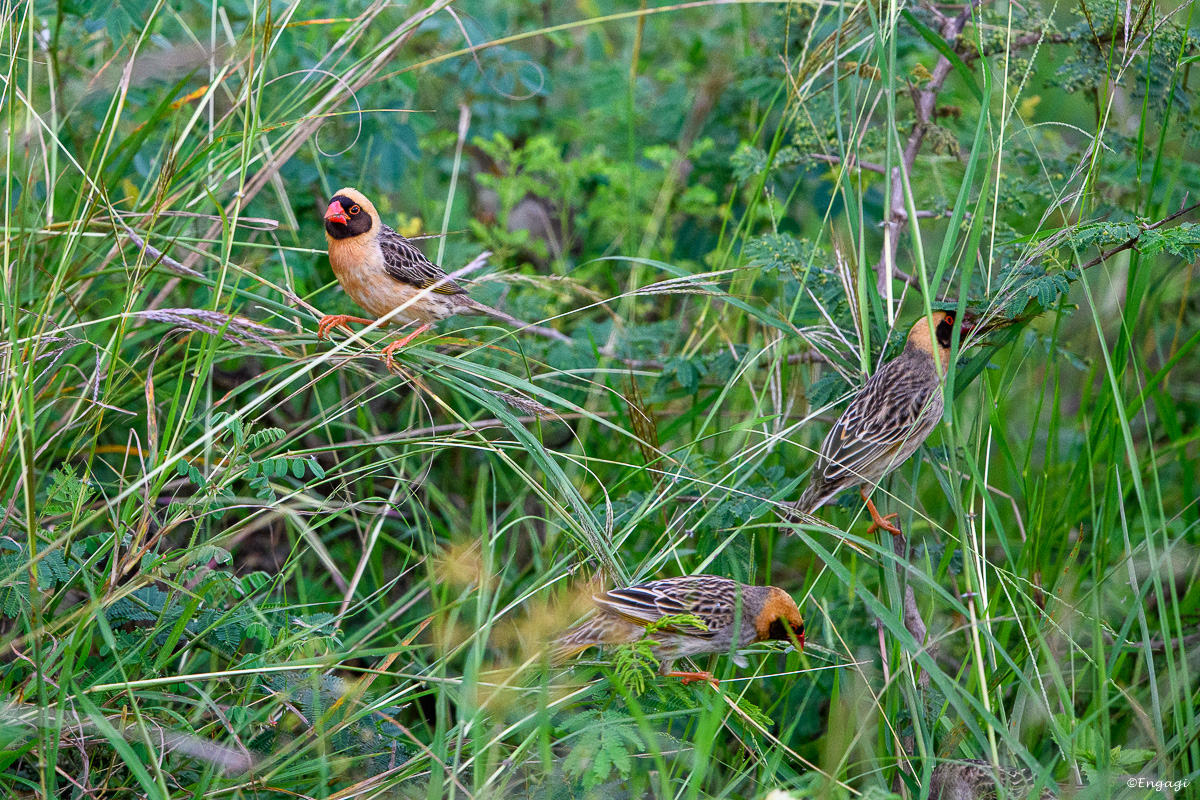 Uganda%201140.jpg