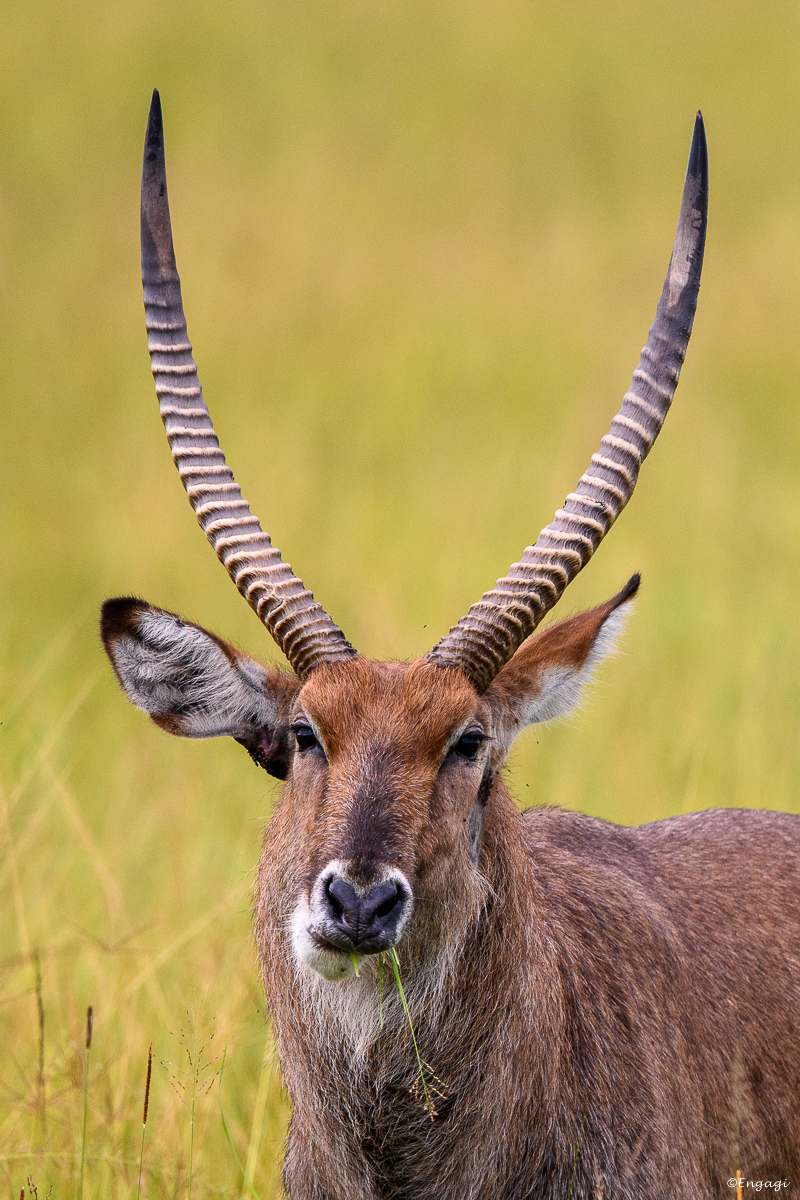 Uganda%201202.jpg