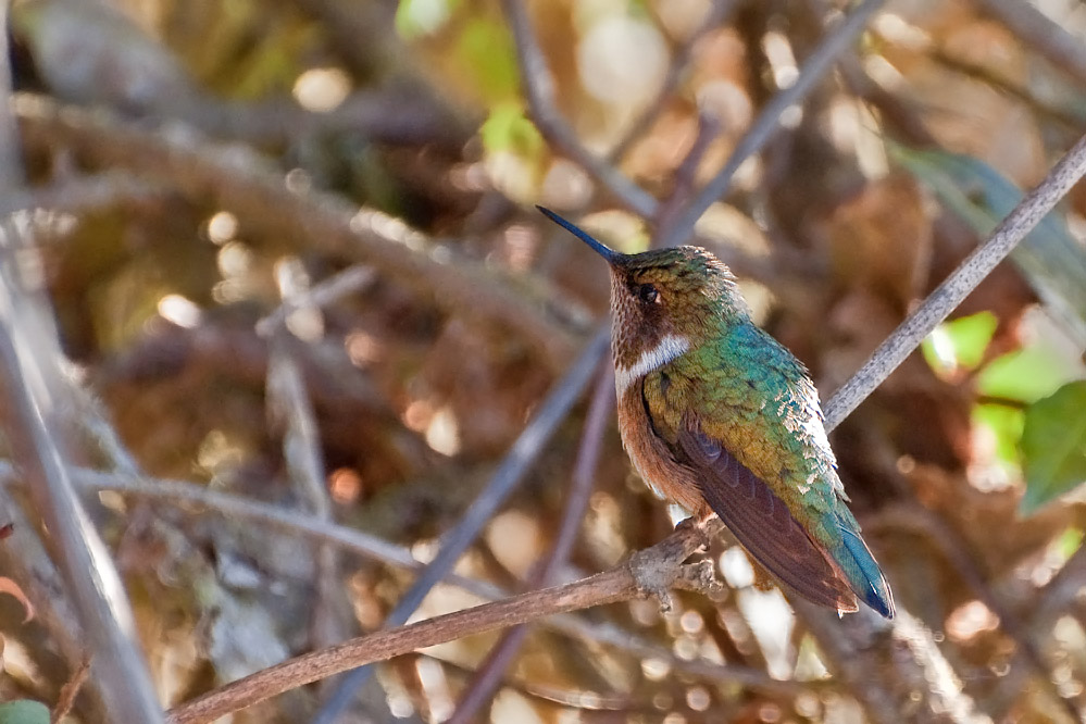 web-kolibri_7.jpg