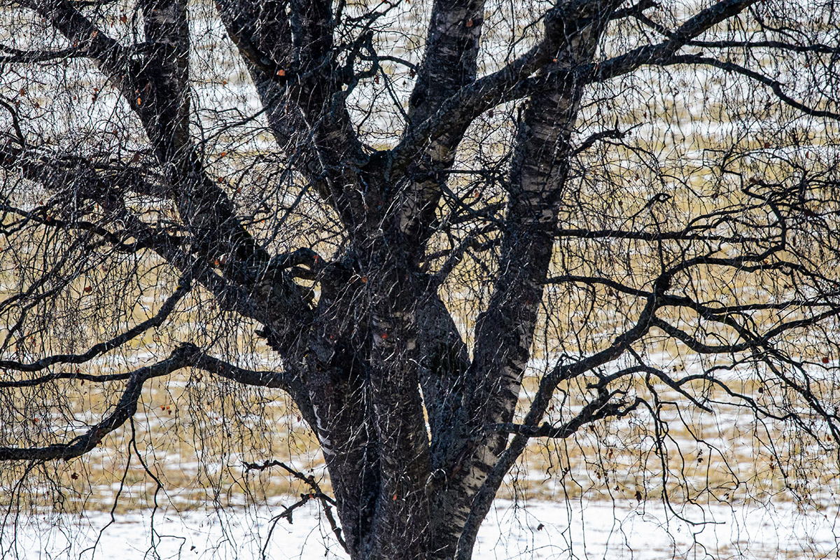 20220115_D500_1390NF.jpg